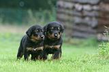 BEAUCERON - PUPPIES 372